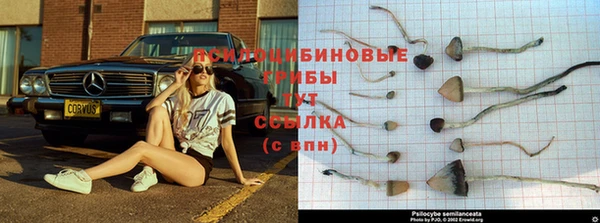 стафф Аркадак